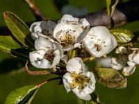 Gruppe Blüten an einem Birnbaum